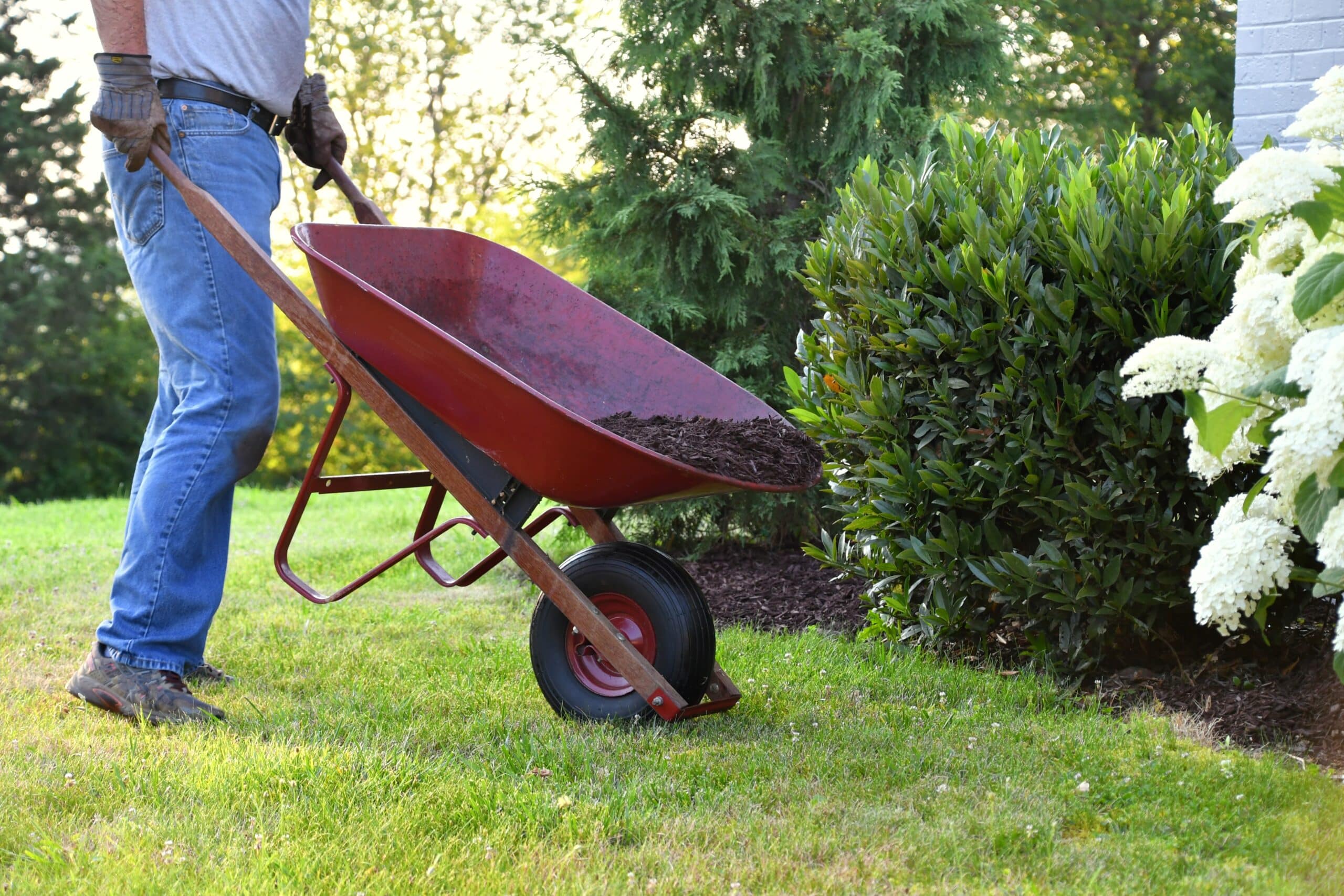 man-doing-yard-work-spreading-mulch-around-landsc-2022-11-14-04-10-13-utc